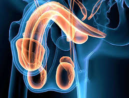 Testis Tümörleri